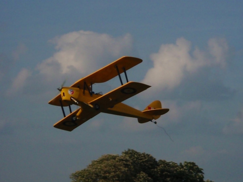 Tiger moth