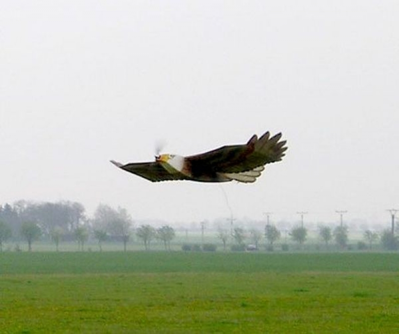 EPP Eagle