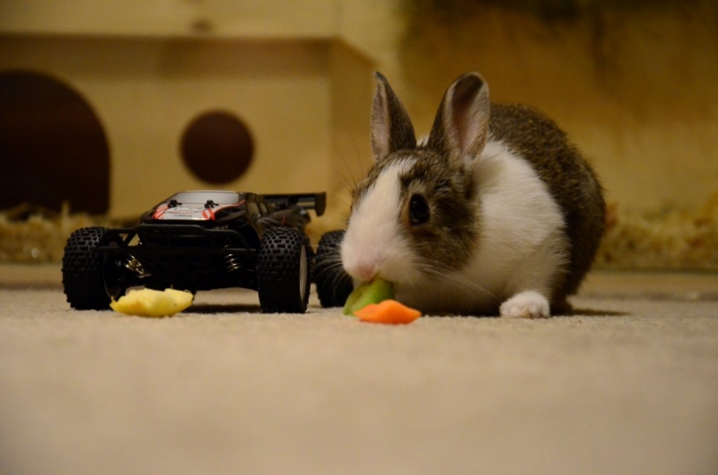 Losi Micro Truggy 1/24