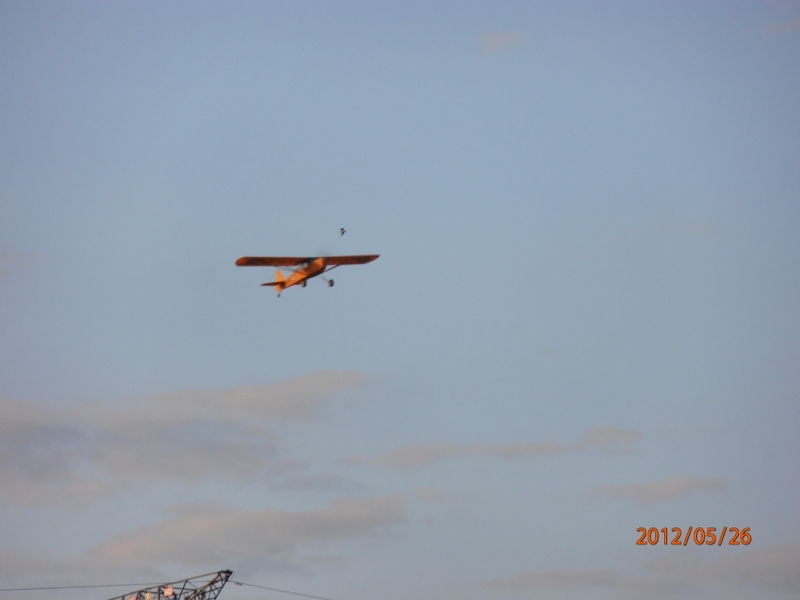Auster