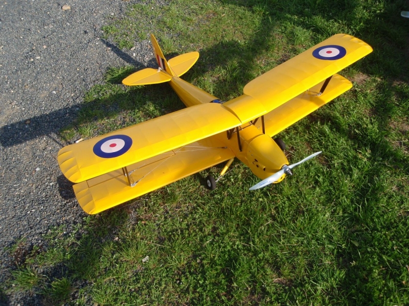 Tiger moth