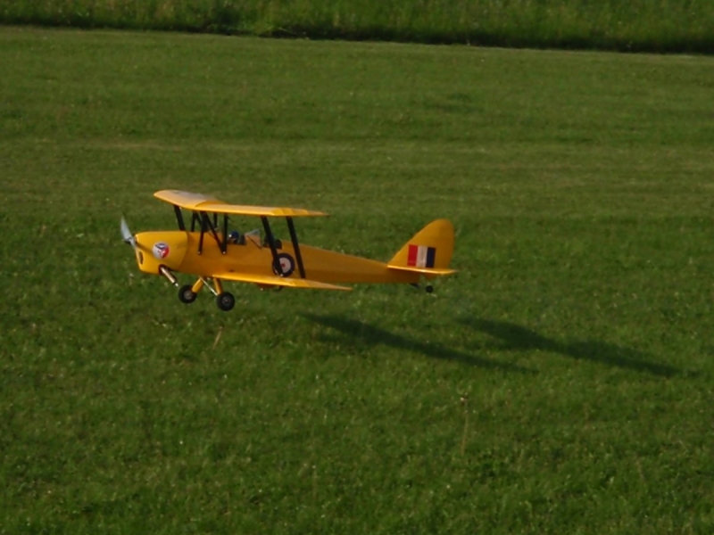 Tiger moth