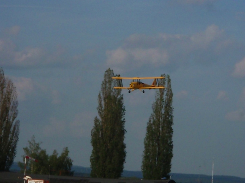 Tiger moth