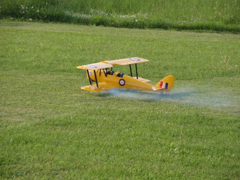 Tiger moth